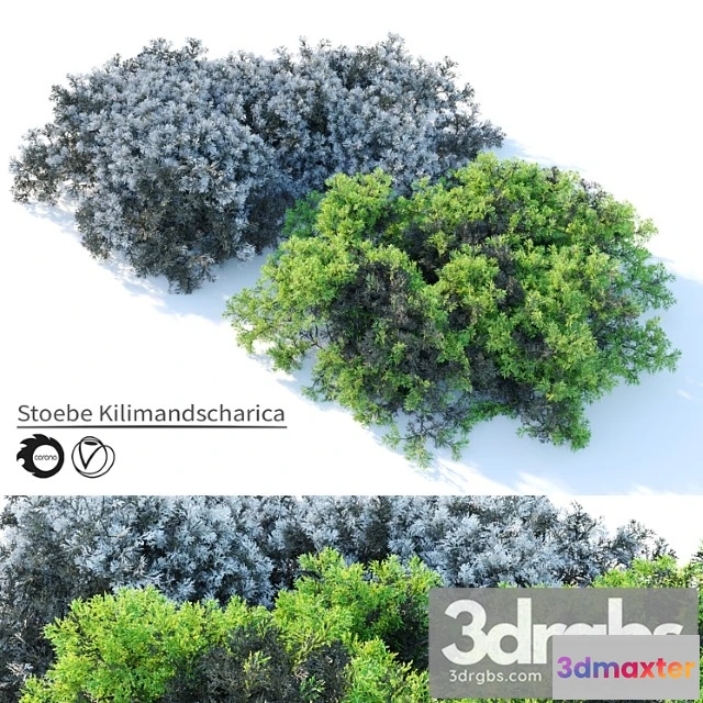 1060418 - Stoebe kilimandscharica