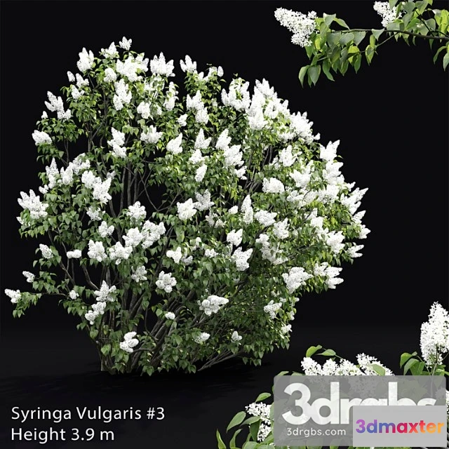 1060422 - Syringa vulgaris _1