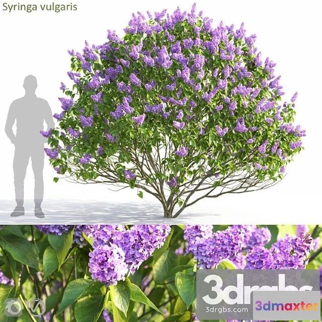 1060424 - Syringa vulgaris - No.2