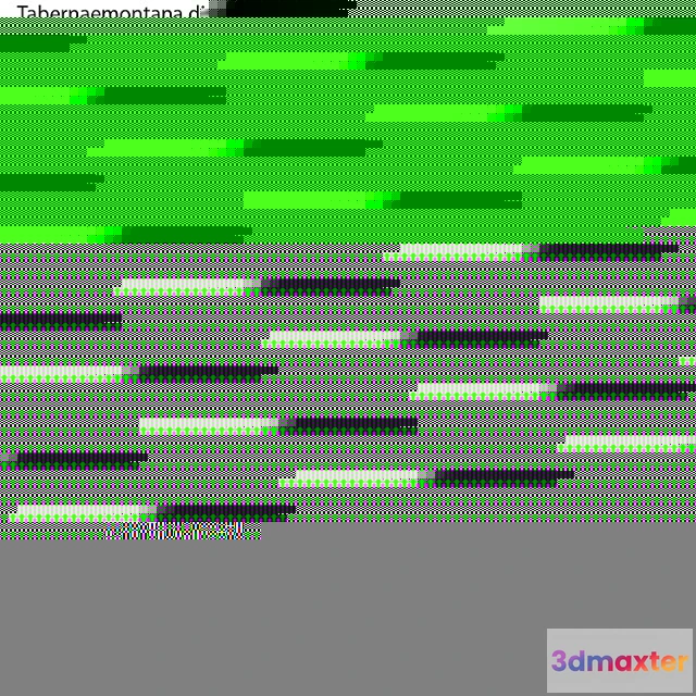 1060426 - Tabernaemontana divaricata - crape jasmine - 03