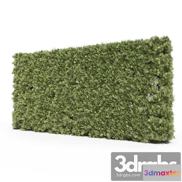 1060430 - Thuja - No.3