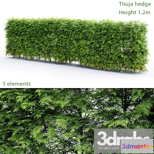 1060434 - Thuja hedge_1