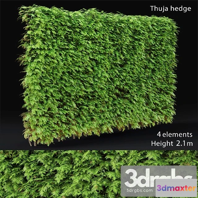 1060436 - Thuja hedge_2