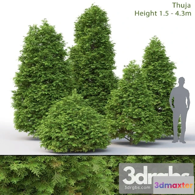 1060438 - Thuja - No.4