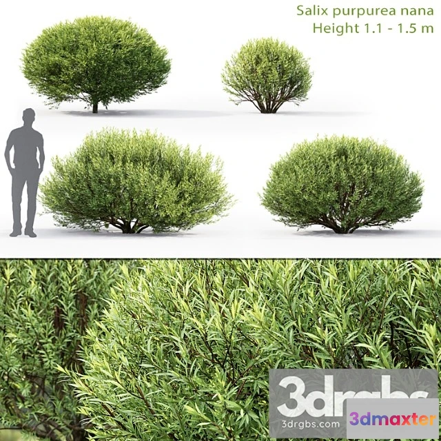 1060454 - Willow - No.2