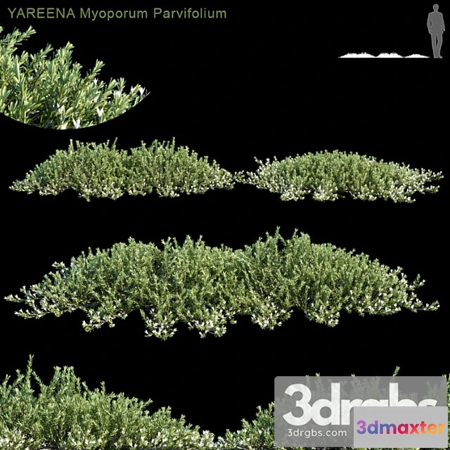 1060462 - Yareena myoporum parvifolium