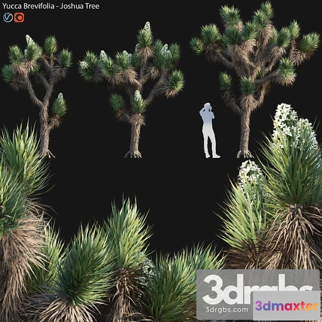 1060464 - Yucca brevifolia - joshua tree - 02