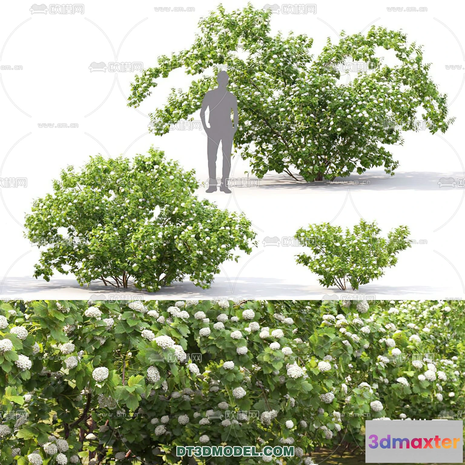 1238278 - PLANTS - BUSH - CORONA - 3D MODEL - 263