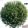 1238280 - PLANTS - BUSH - VRAY  CORONA - 3D MODEL - 264