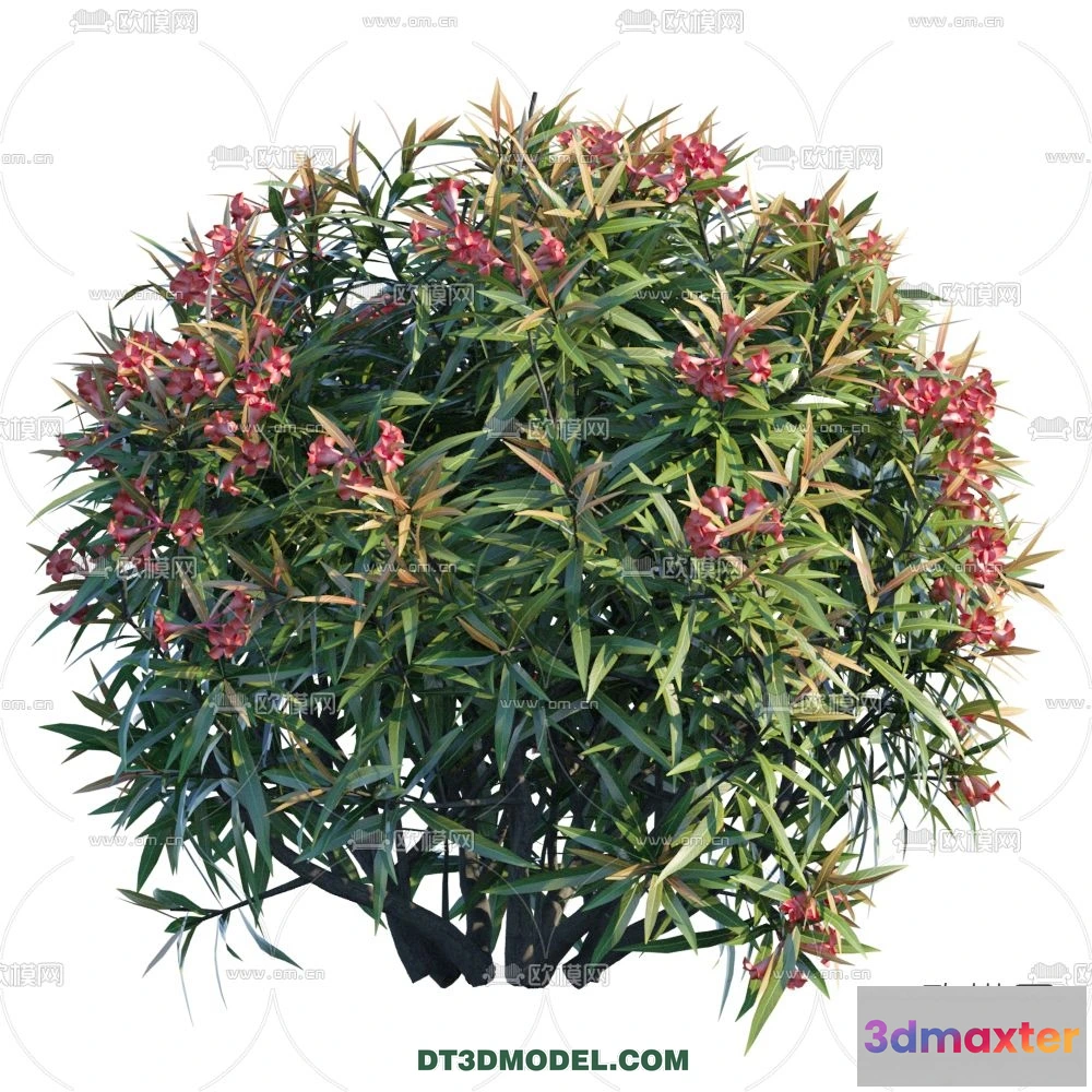 1238290 - PLANTS - BUSH - CORONA - 3D MODEL - 269