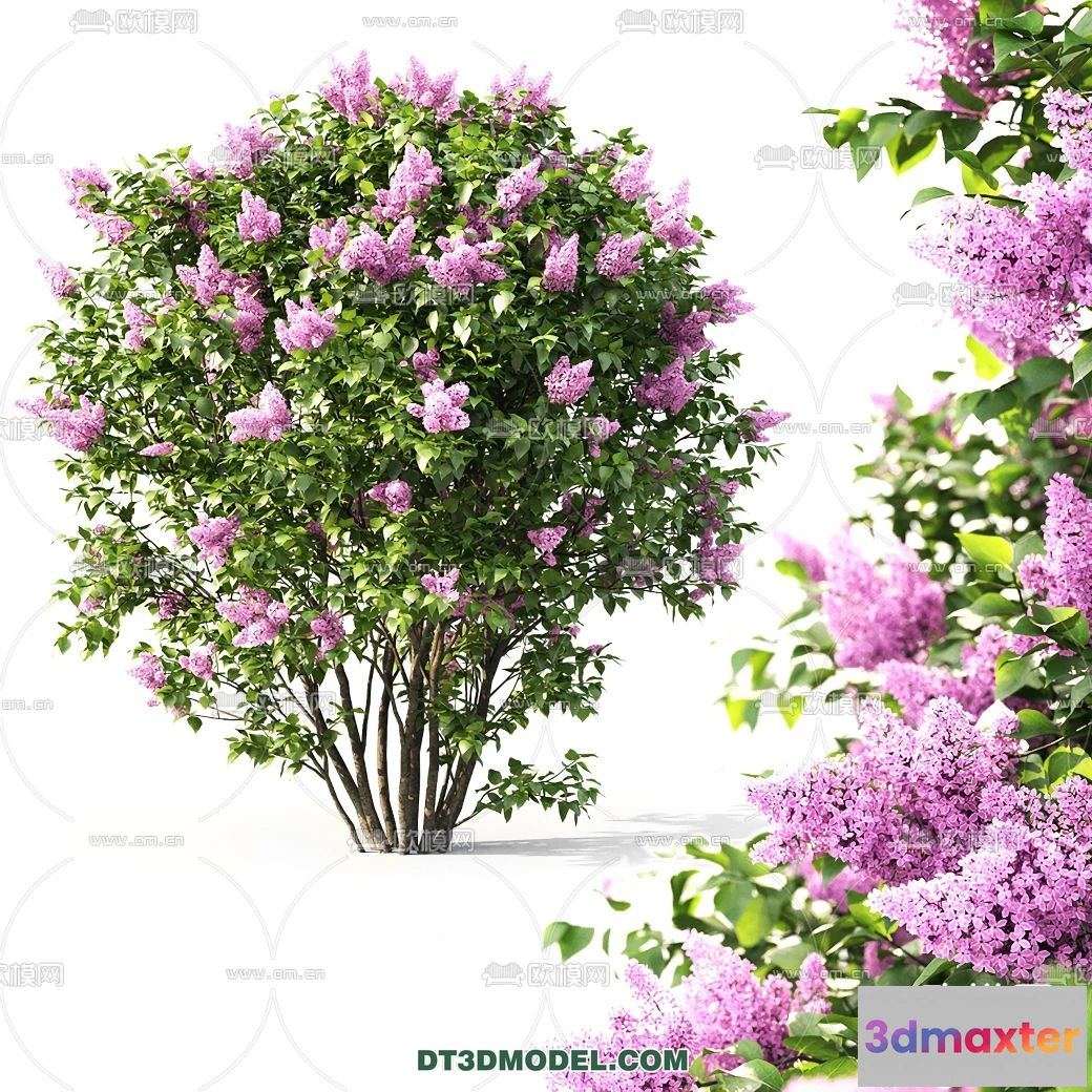 1238292 - PLANTS - BUSH - VRAY  CORONA - 3D MODEL - 270