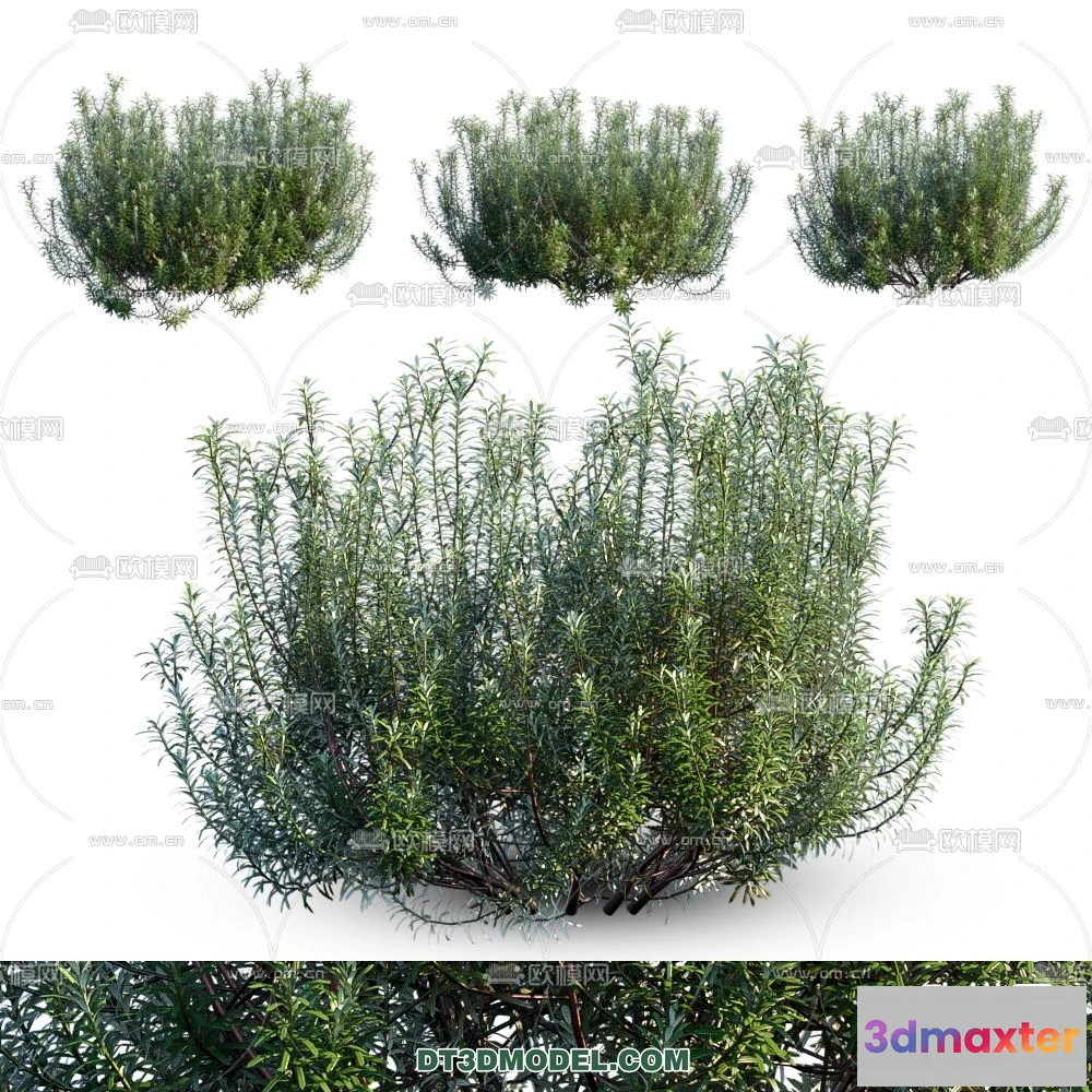 1238300 - PLANTS - BUSH - CORONA - 3D MODEL - 274