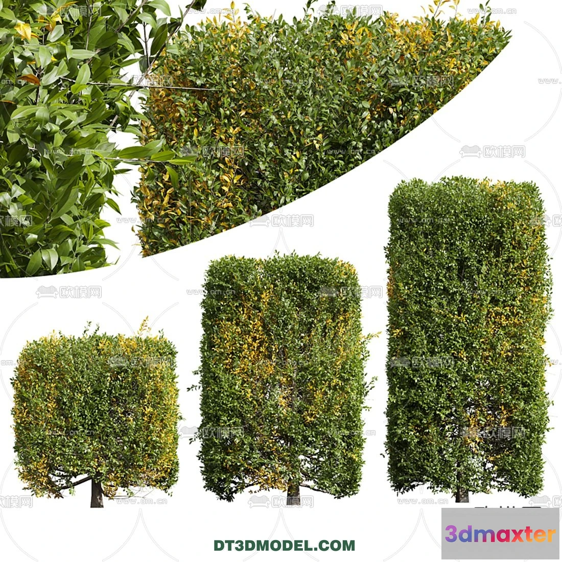 1238324 - PLANTS - BUSH - CORONA - 3D MODEL - 286