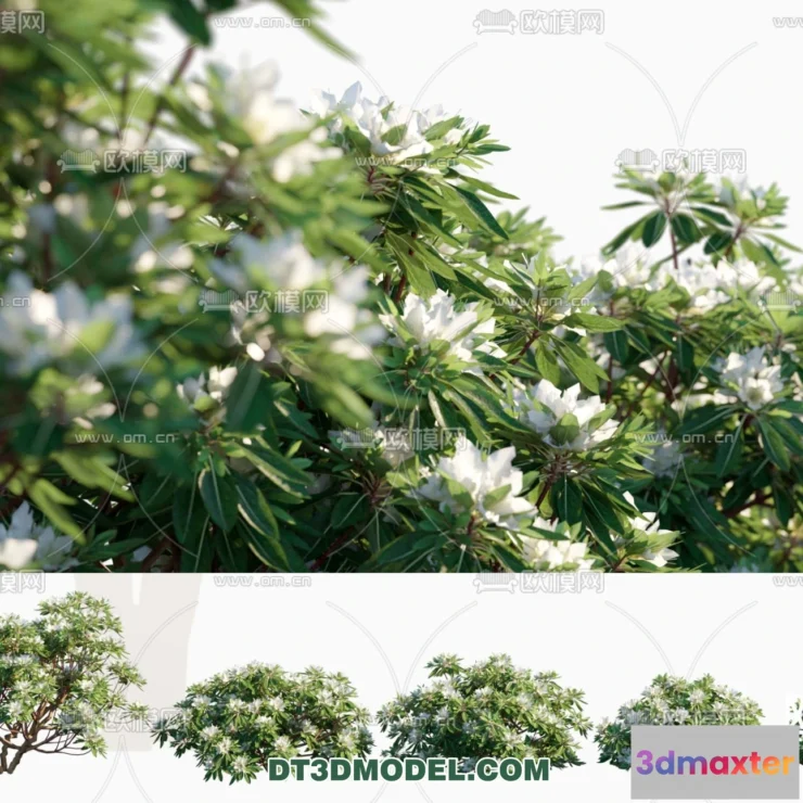 1238388 - PLANTS - BUSH - CORONA - 3D MODEL - 318