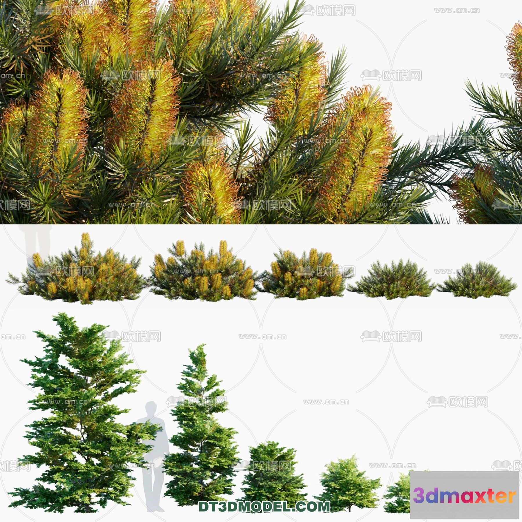 1238404 - PLANTS - BUSH - CORONA - 3D MODEL - 326