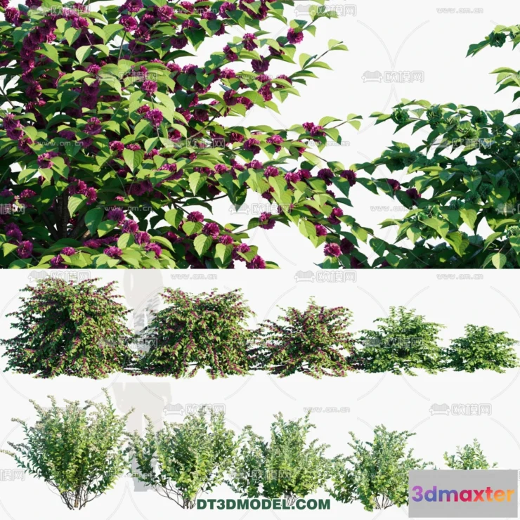 1238410 - PLANTS - BUSH - VRAY  CORONA - 3D MODEL - 329