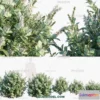 1238416 - PLANTS - BUSH - VRAY  CORONA - 3D MODEL - 332