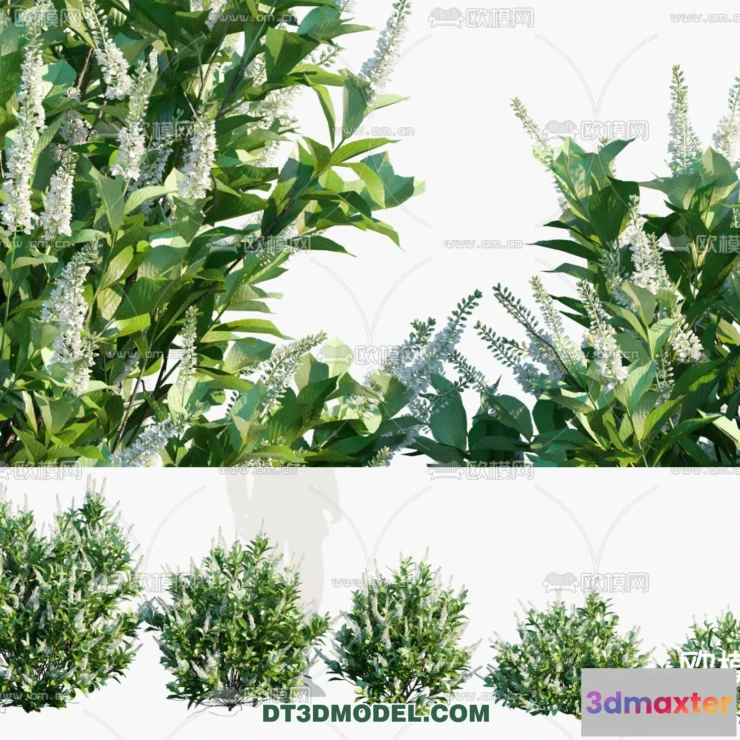 1238418 - PLANTS - BUSH - VRAY  CORONA - 3D MODEL - 333