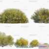 1238424 - PLANTS - BUSH - CORONA - 3D MODEL - 336