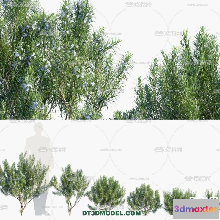 1238426 - PLANTS - BUSH - CORONA - 3D MODEL - 337