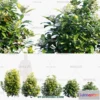1238434 - PLANTS - BUSH - VRAY  CORONA - 3D MODEL - 341
