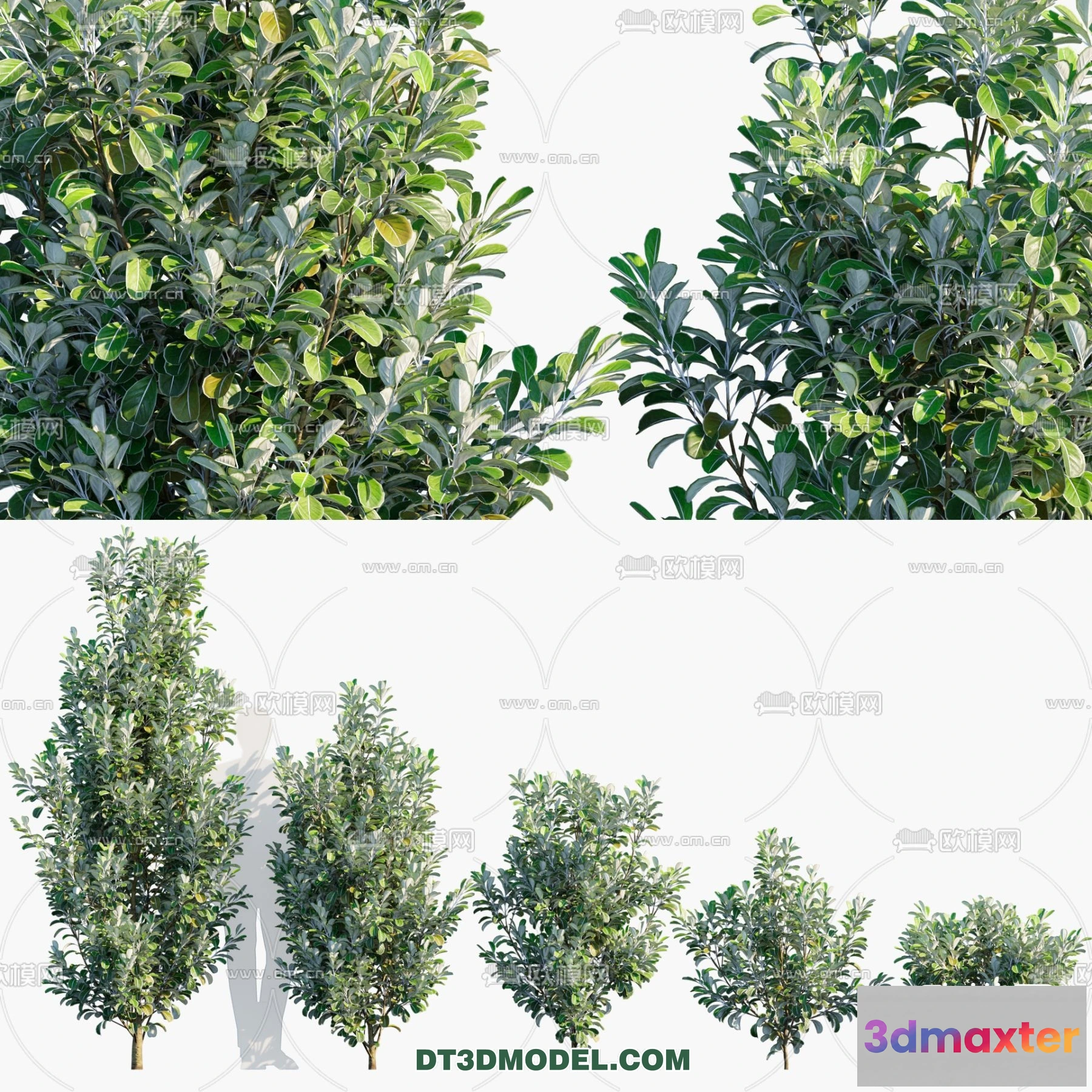 1238436 - PLANTS - BUSH - CORONA - 3D MODEL - 342