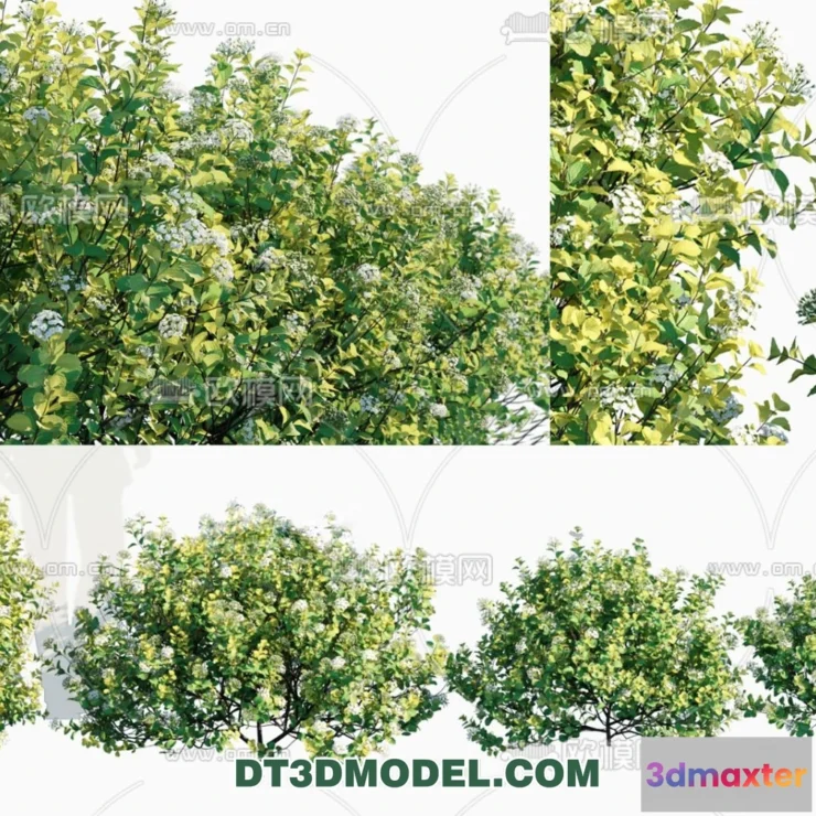 1238484 - PLANTS - BUSH - CORONA - 3D MODEL - 366