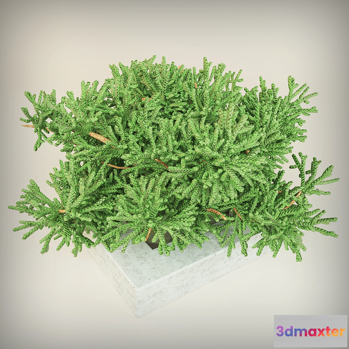 1277858 - Juniper 3D Max