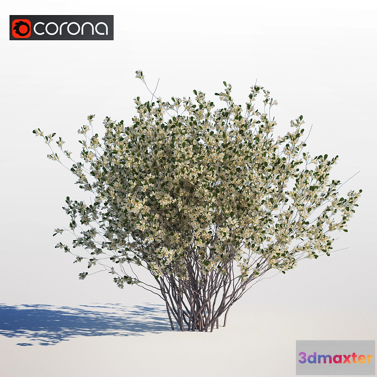 1281092 - Amelanchier canadensis 3D Max