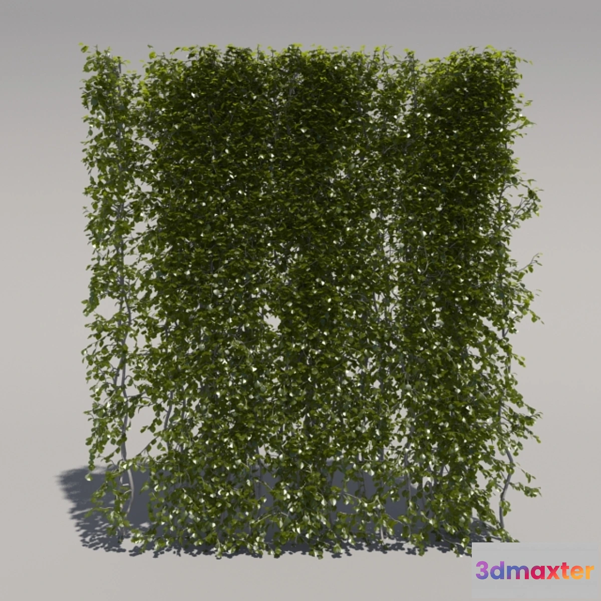 1291545 - Bush trimmed high 3D Max