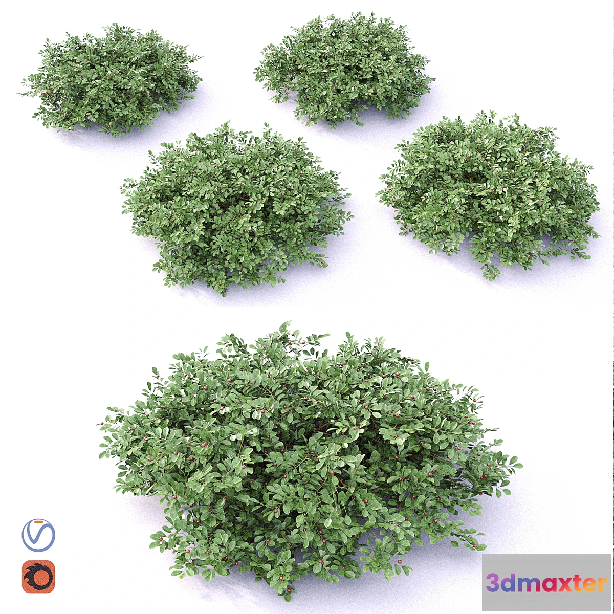 1294235 - Cotoneaster - No.2 3D Max