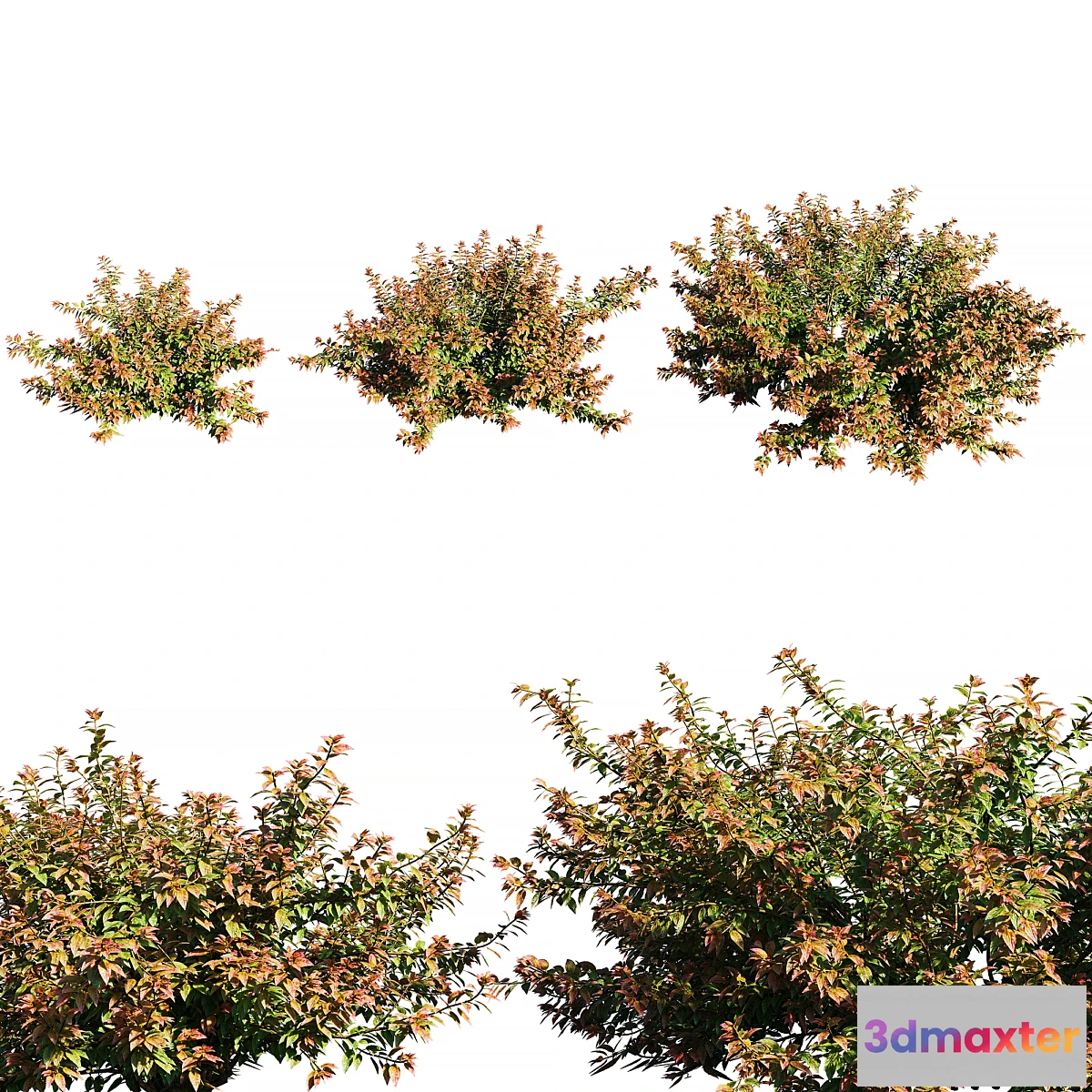 1294313 - Abelia x grandiflora RED 3D Max