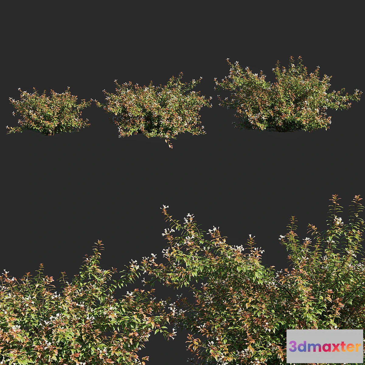 1296083 - abelia x grandiflora_flower op3 3D Max