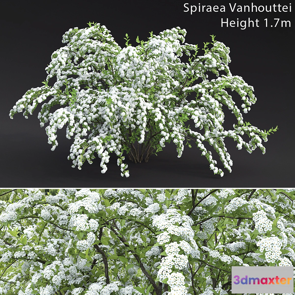 1299755 - Spiraea Vanhouttei 3D Max