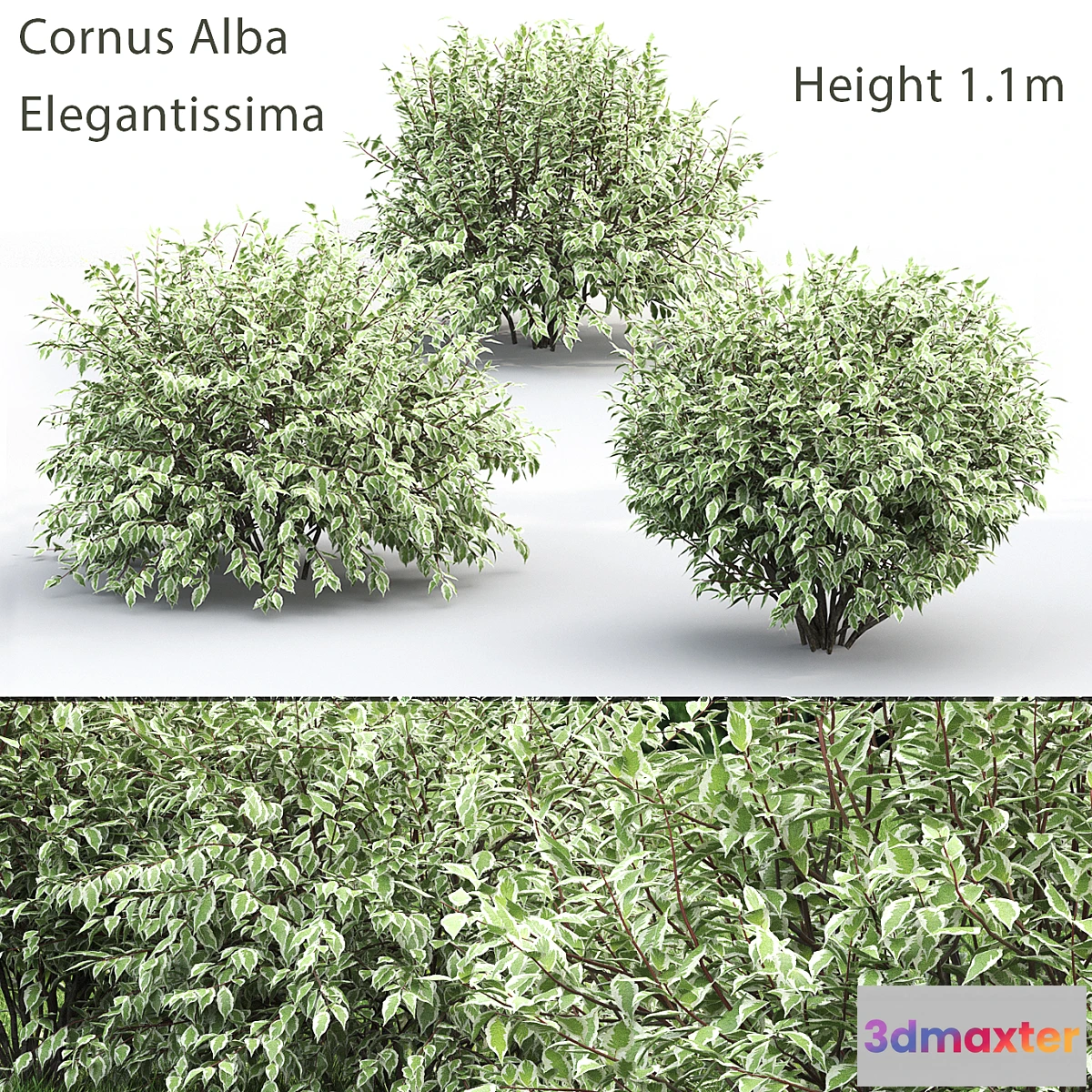 1299865 - Derain White Elegantissima # 1 3D Max