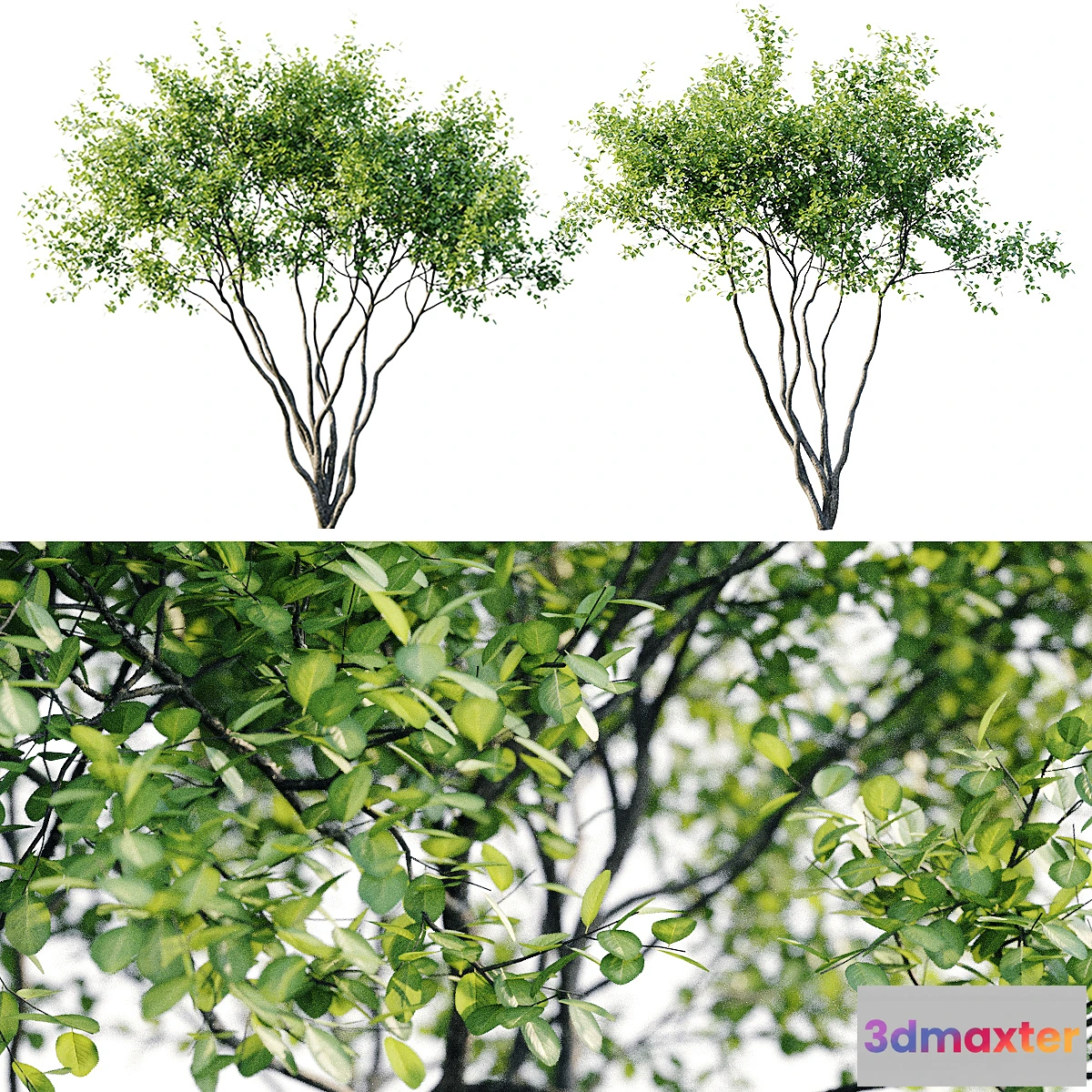 1301102 - Amelanchier 4m 3D Max