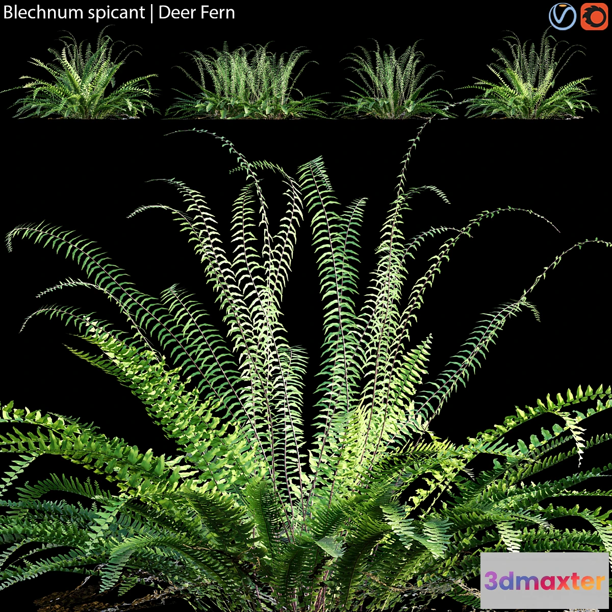 1307369 - Blechnum spicant - Deer Fern - 02 3D Max