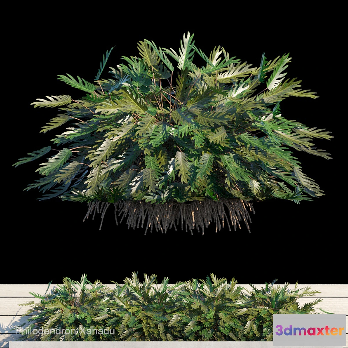 1309417 - Philodendron Xanadu exterior kit 3D Max