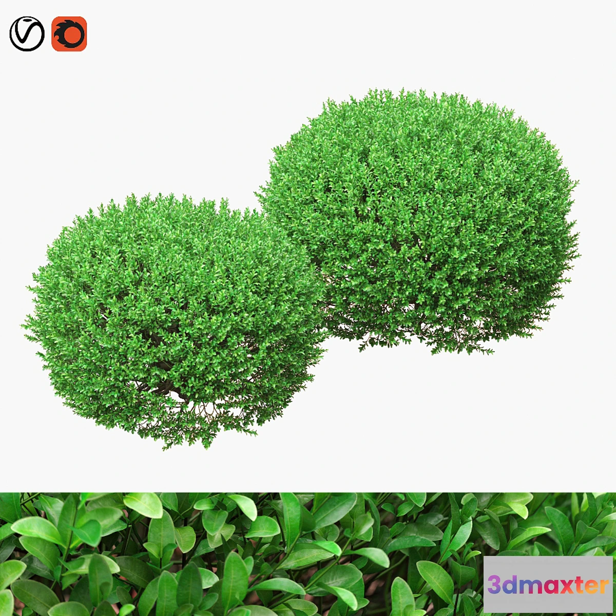 1311598 - Large round boxwood bushes 3D Max