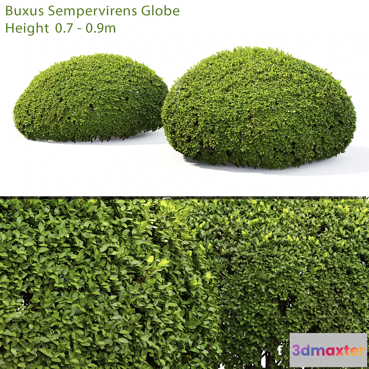 1311891 - Buxus 3D Max