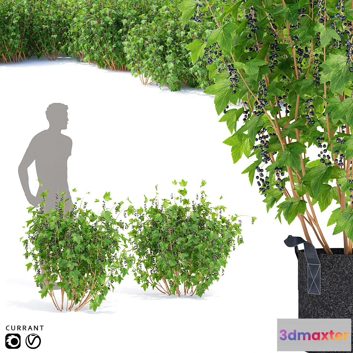 1313338 - Currant bushes  Currant - No.2 3D Max