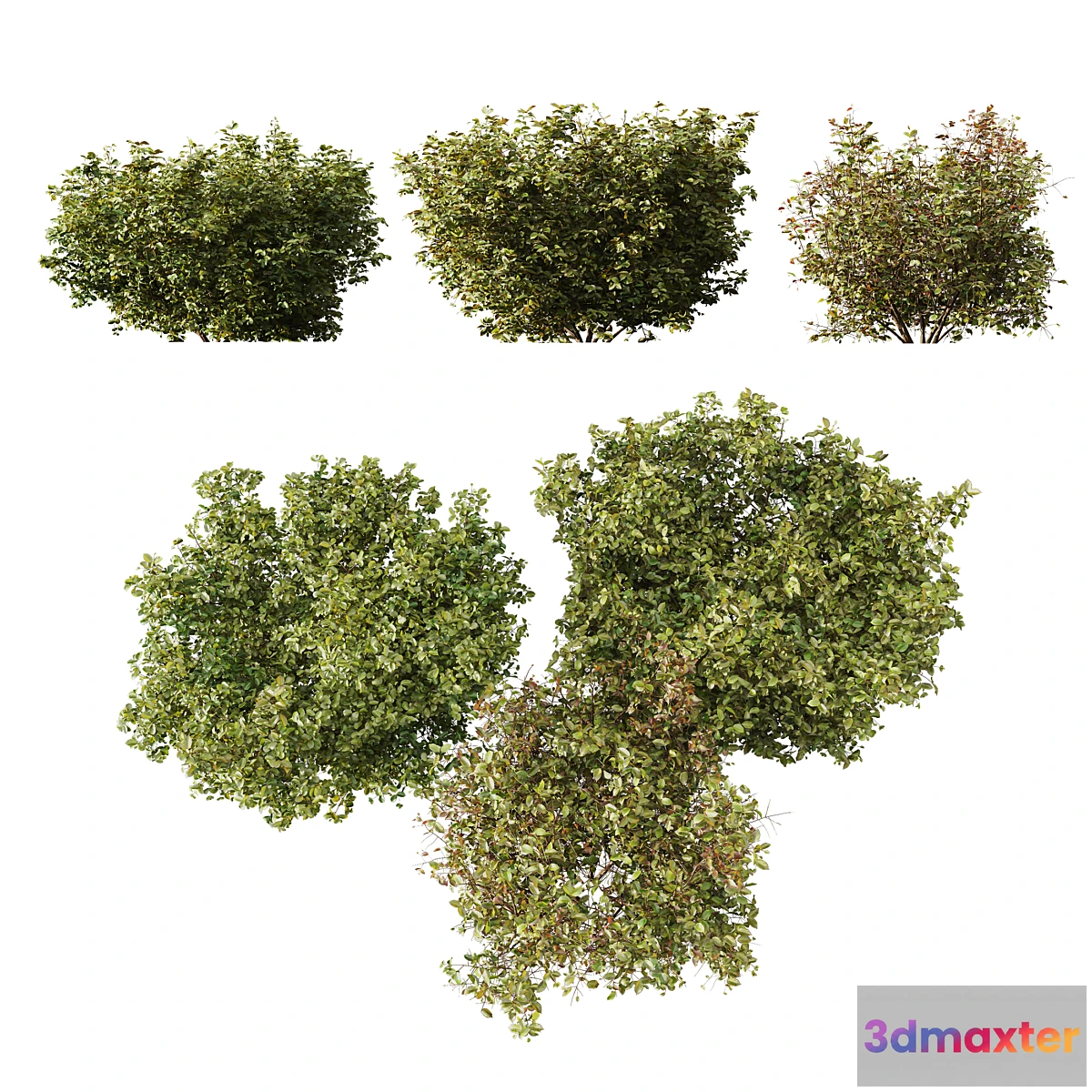 1313477 - HQ Plants Cornus sanguinea 3D Max