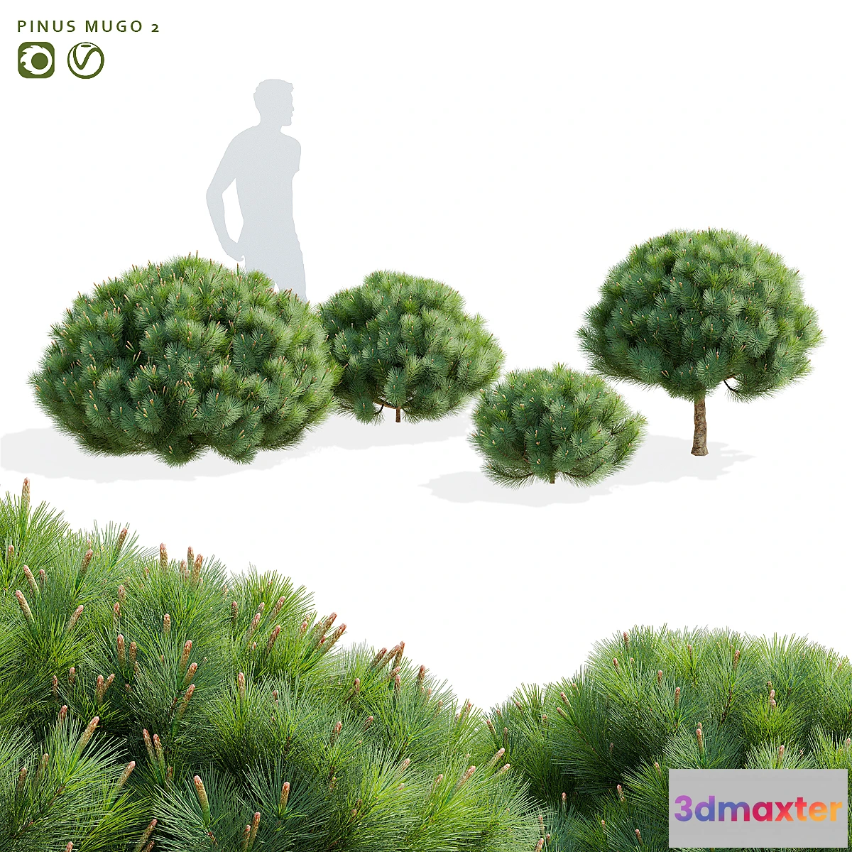 1314270 - Mountain pine  Pinus mugo 2 - No.2 3D Max