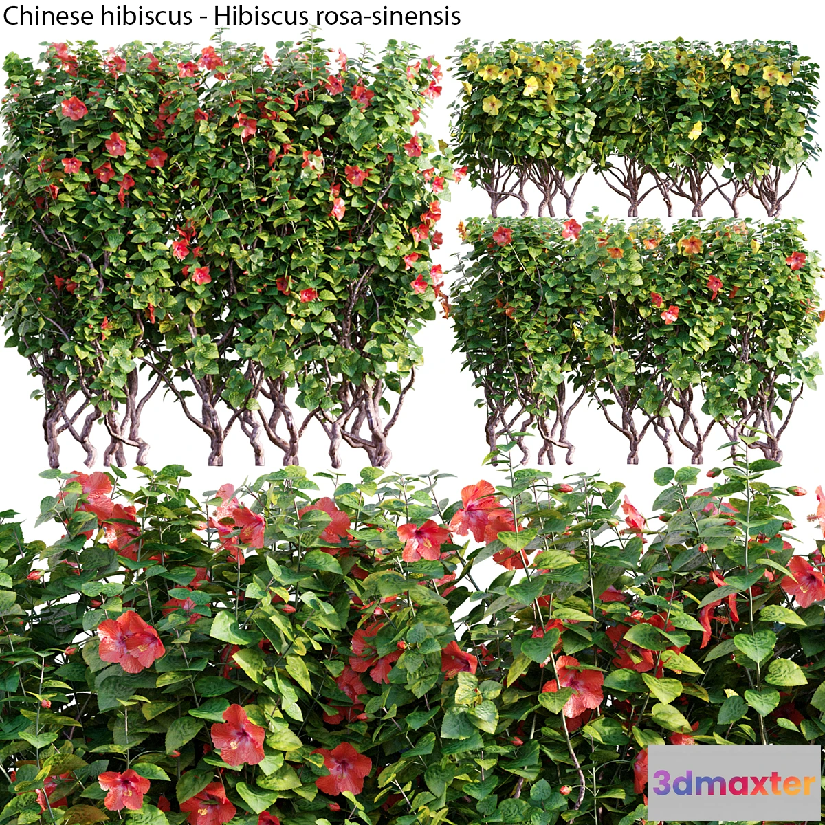 1315704 - Chinese hibiscus - Hibiscus rosa-sinensis - 03 3D Max