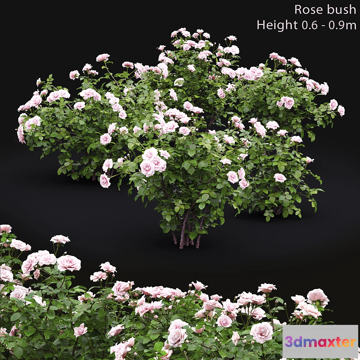 1317652 - Rose 3D Max