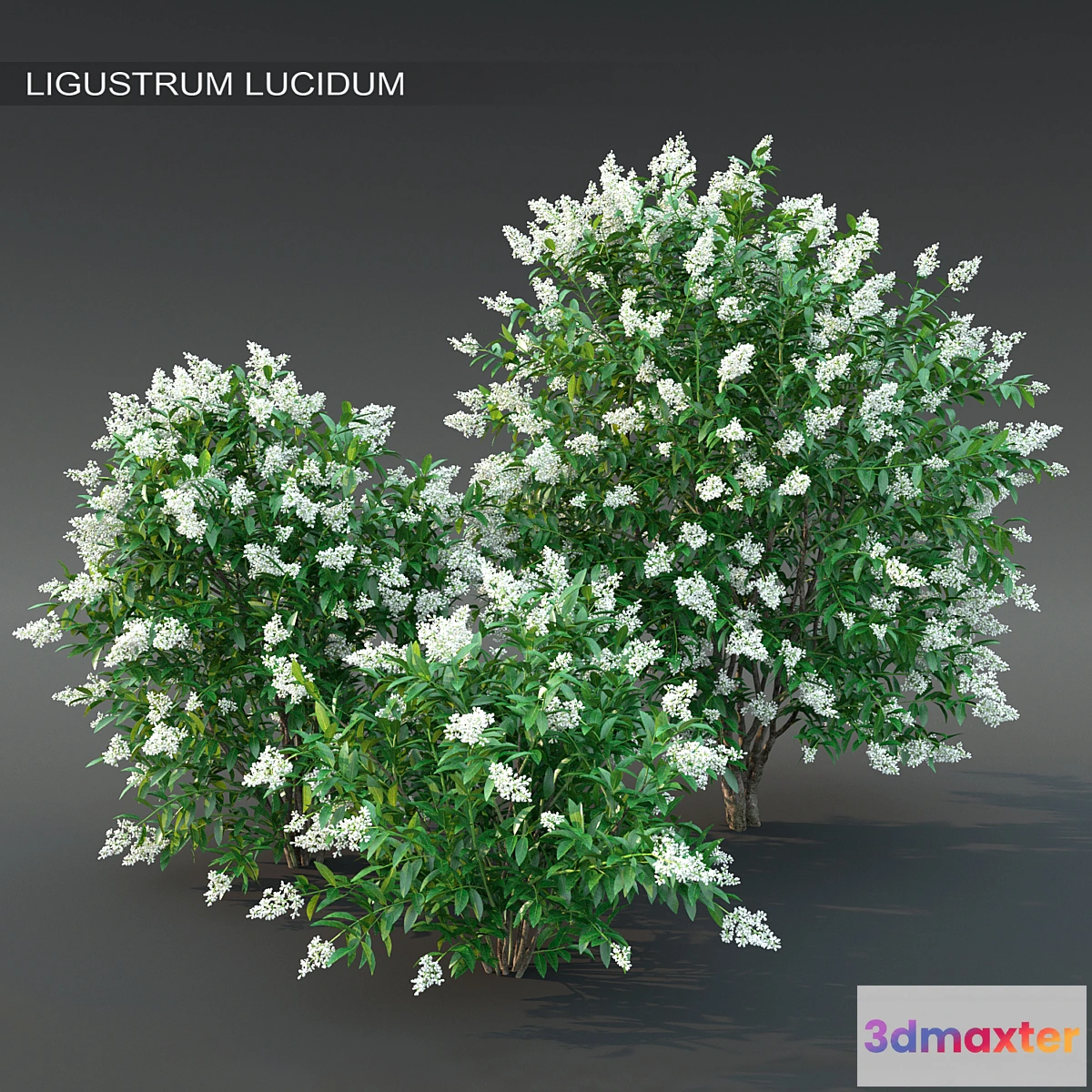 1318398 - Ligustrum flowering №2 3D Max