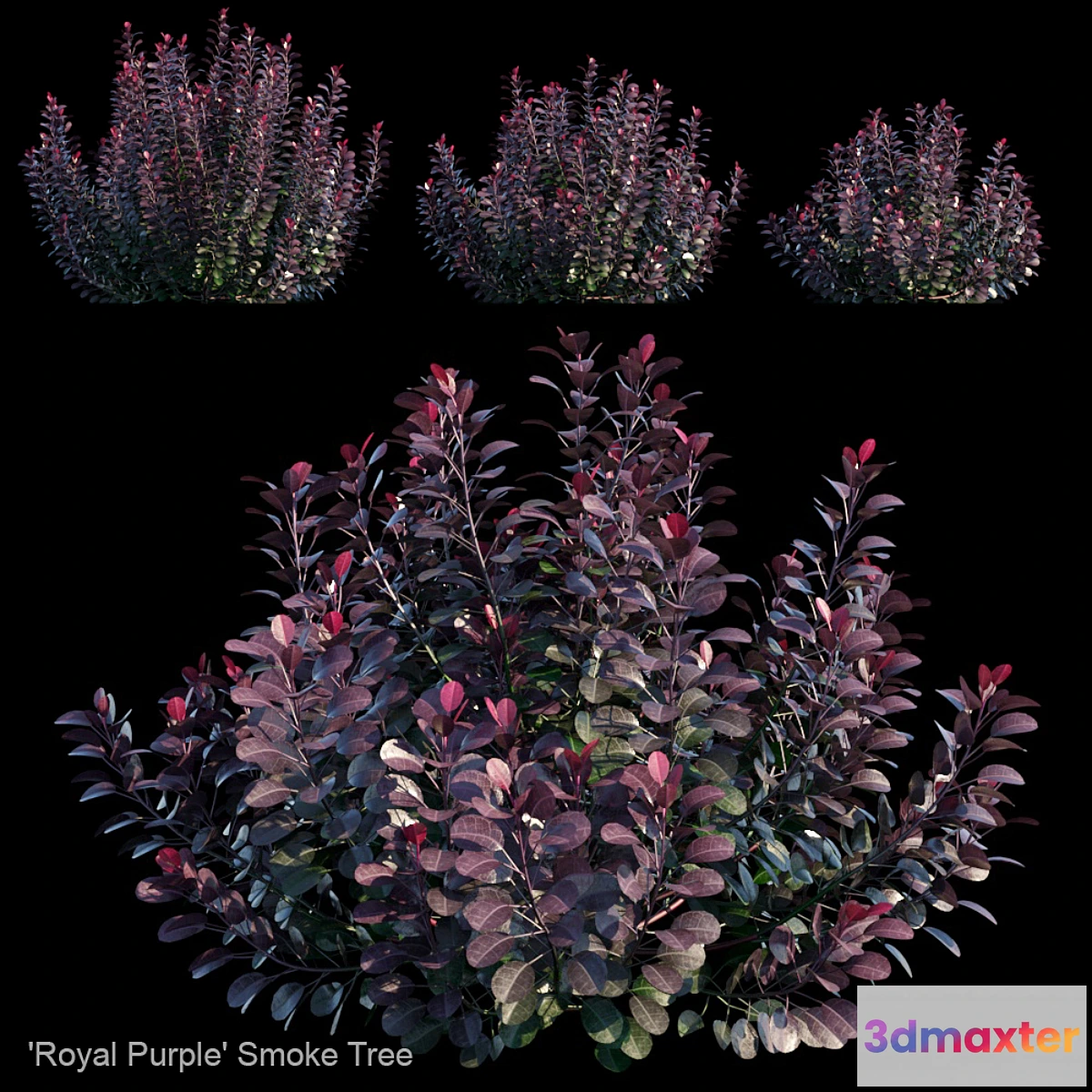 1319173 - Royal Purple Smoke Tree  Cotinus coggygria 3D Max