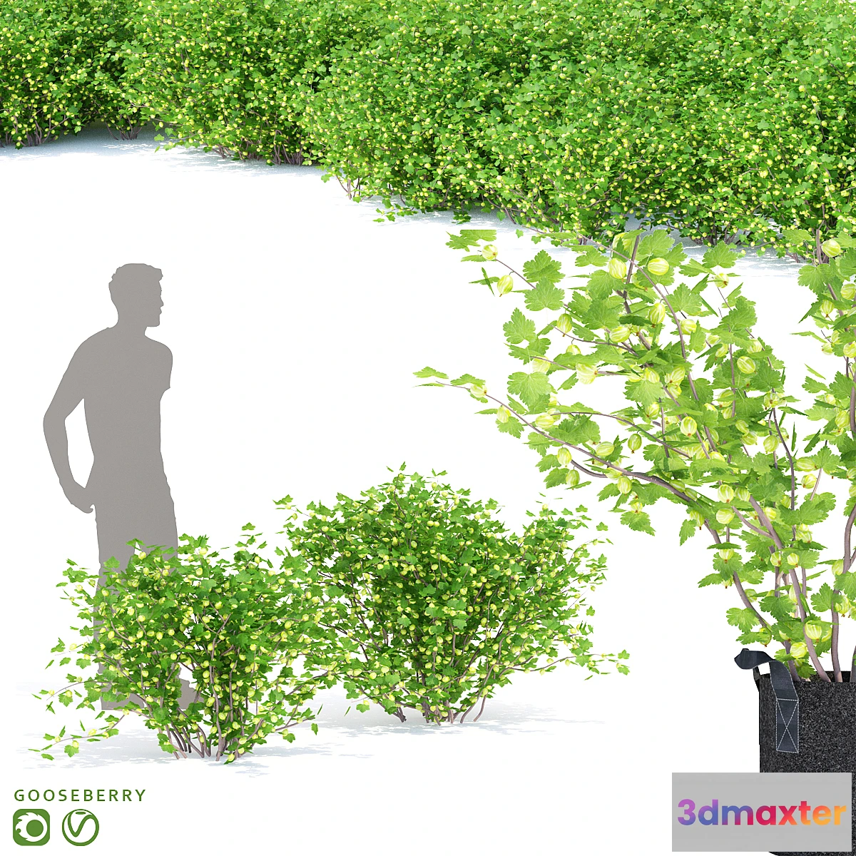 1321518 - Gooseberry bushes  Gooseberry 3D Max