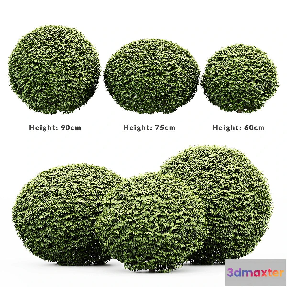 1321732 - 3 Dwarf Yaupon Holly - Spherical Plant 3D Max