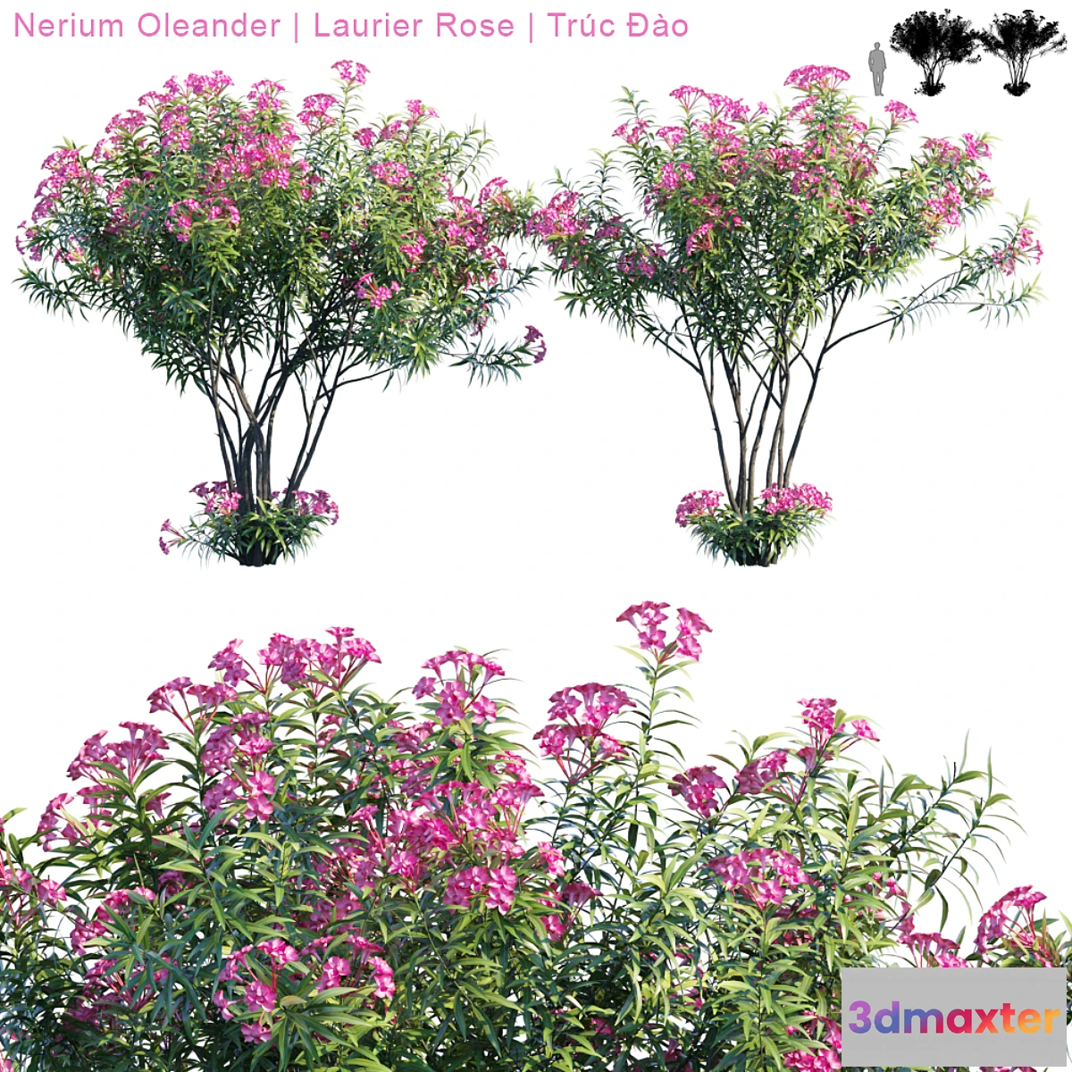 1323759 - Nerium Oleander  Laurier rose - No.2 3D Max